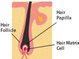 about hair skin